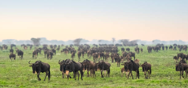 3 Days Serengeti Fly-in Fly-out Safari from Arusha  2026